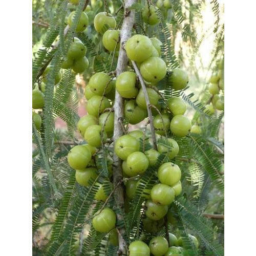 10-12 Feet Amla Plant