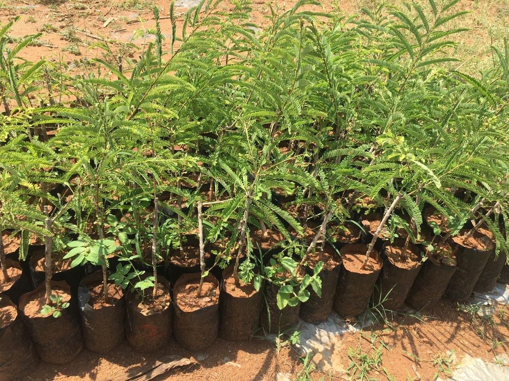 Green Amla Plant, Packaging Size: 1 Feet