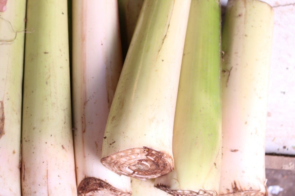 Banana Stem