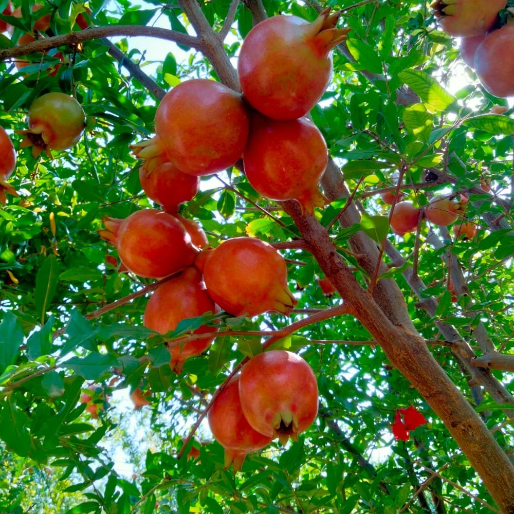 Pomegranate