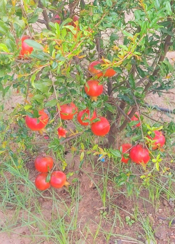 A Grade Fresh Pomegranate, 10 Kg, Carton