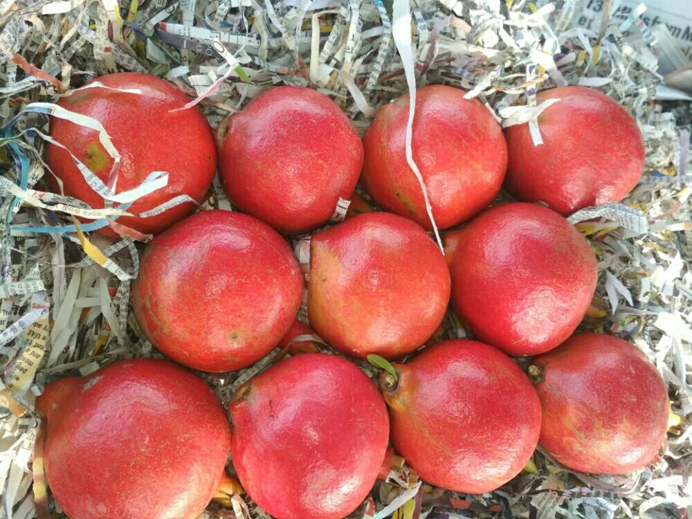 Fruit Pomegranate Anar Sundari Super Bhagwan, For Fruits