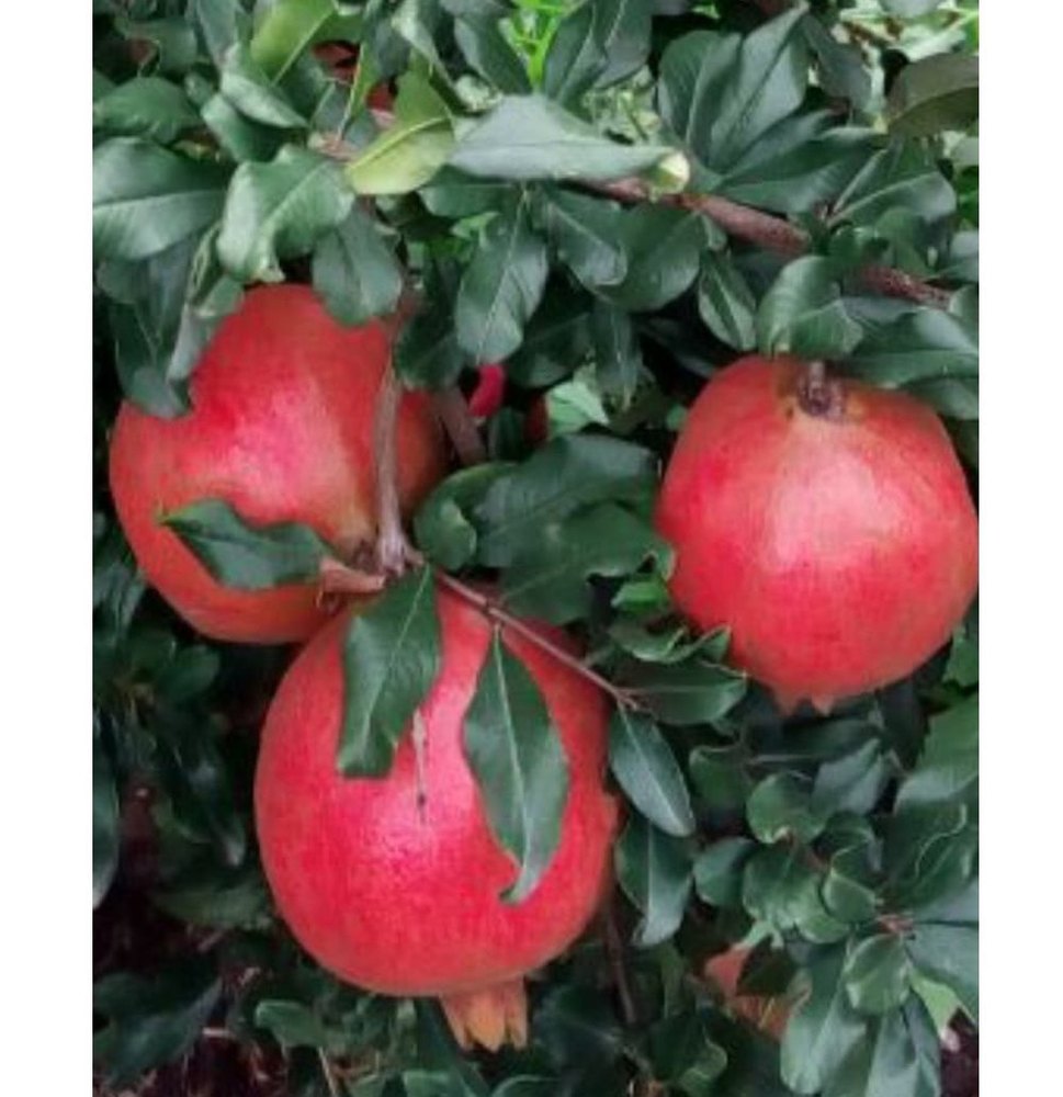 A Grade Fresh Red Pomegranate, Loose
