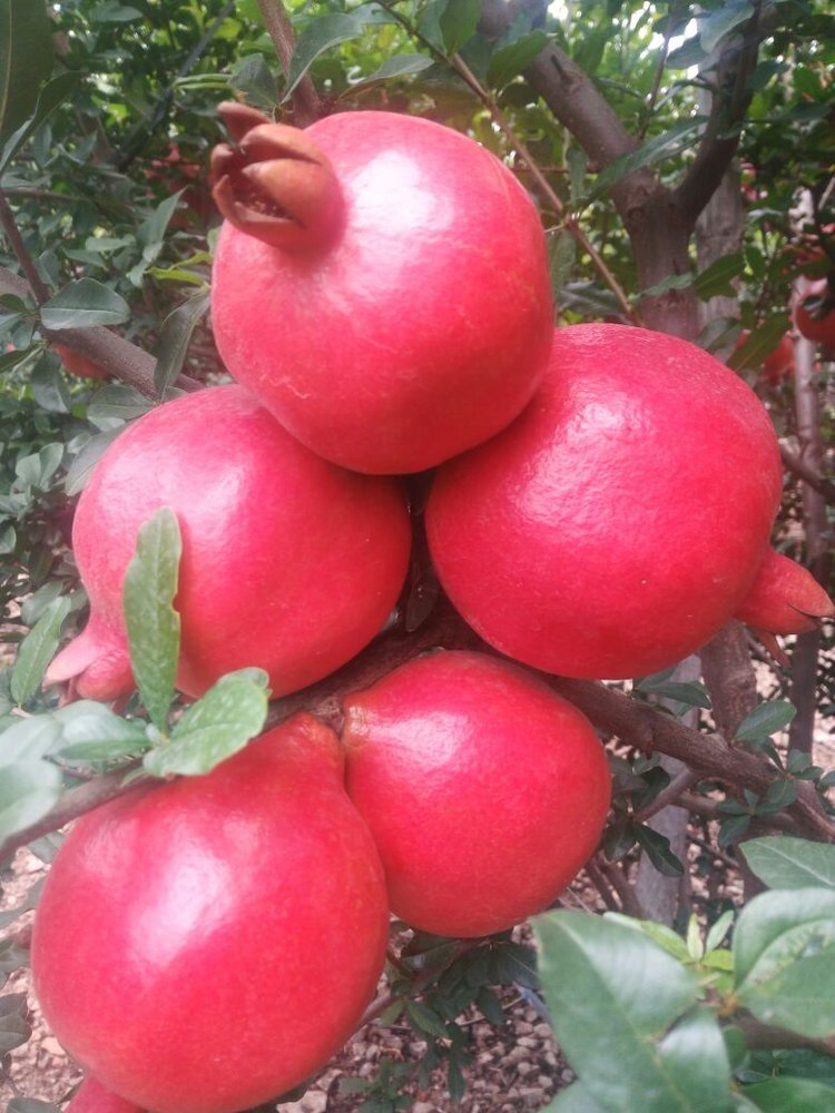 A Grade Fresh Pomegranate, 5 Kg, Crate
