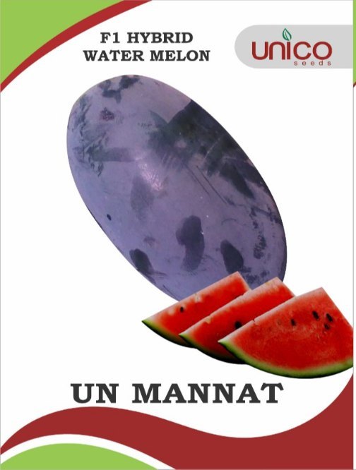 A Grade Watermelon Un Mannat F1