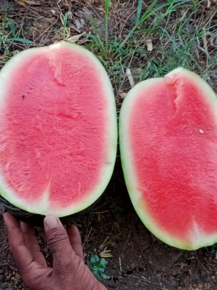 Sagarking A Grade Watermelon, Packaging Type: Carton