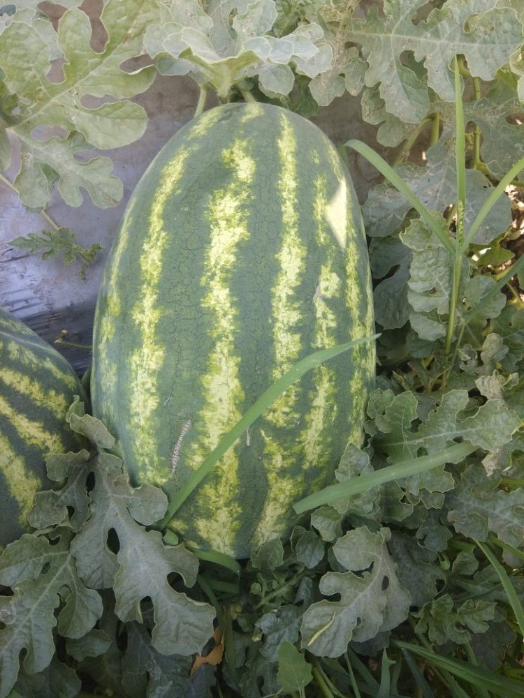 A Grade Fresh Watermelon For Export Purpose