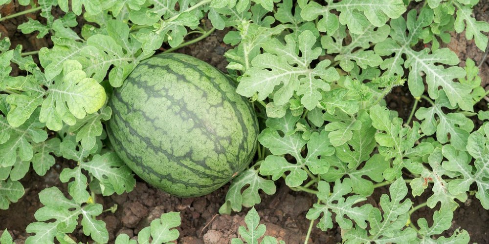 A Grade Watermelon Fresh Fruit, Packaging Size: 50 Kg