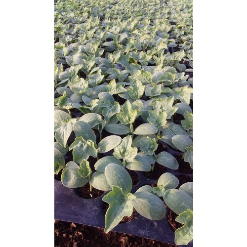 Kiran Well Watered Watermelon Plant