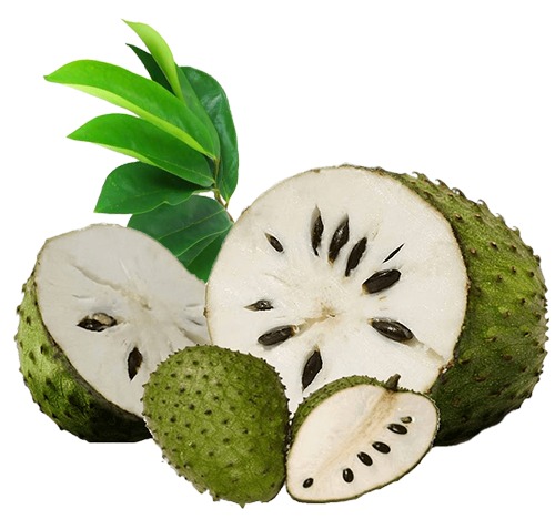 A Grade Soursop Fruit, Packaging Size Available: 100 Kg, Cures Cancer