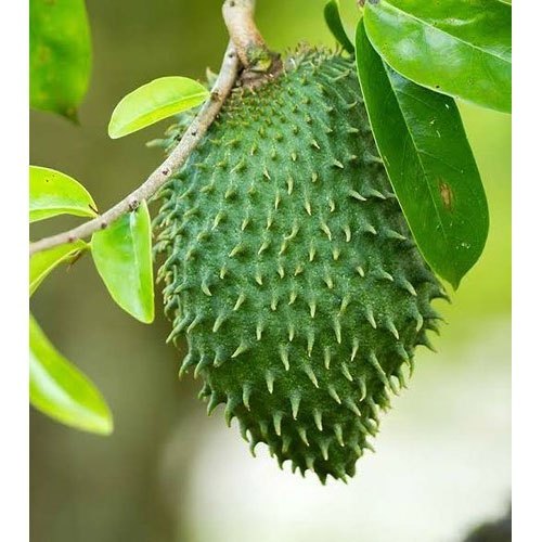 A Grade Mullu Sithaphalam (Soursop Fruit) with free leaves, Packaging Size: 2 KG, Soursop Fights Cancer