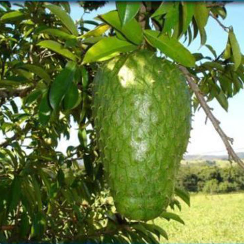 A Grade Hanuman Fruit, Packaging Size: 5 Kg, It Can Kill Cancer Cells