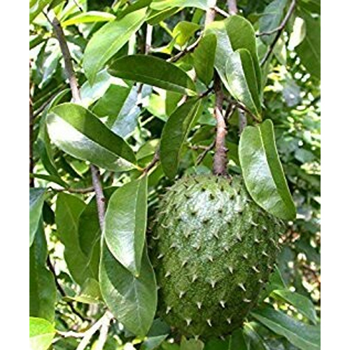 Laxman Cancer Fruit Plant