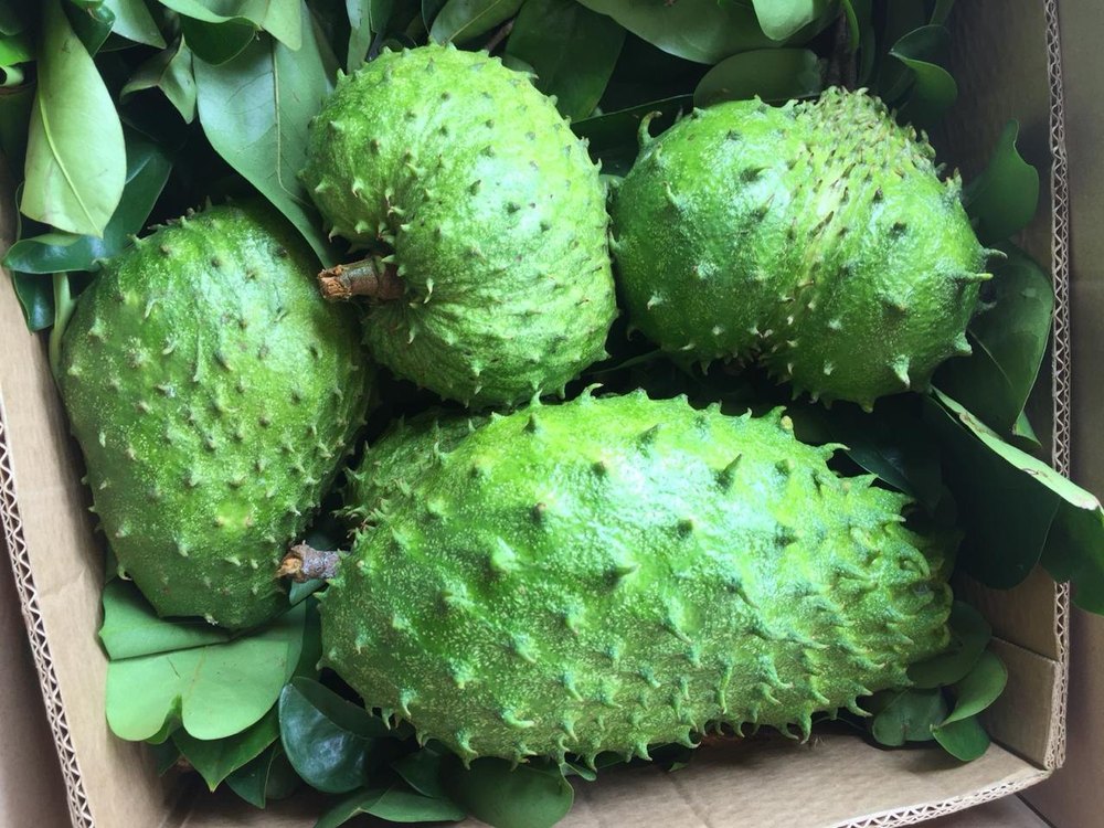 A Grade Avocado Soursop Fruit, Packaging Type: Carton, Packaging Size: 5 Kg