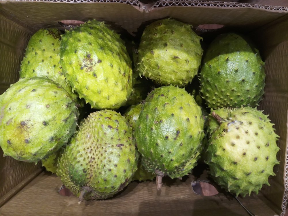 Fresh A Grade Soursop, Cancer Curing, Packaging Size: 5 Kg