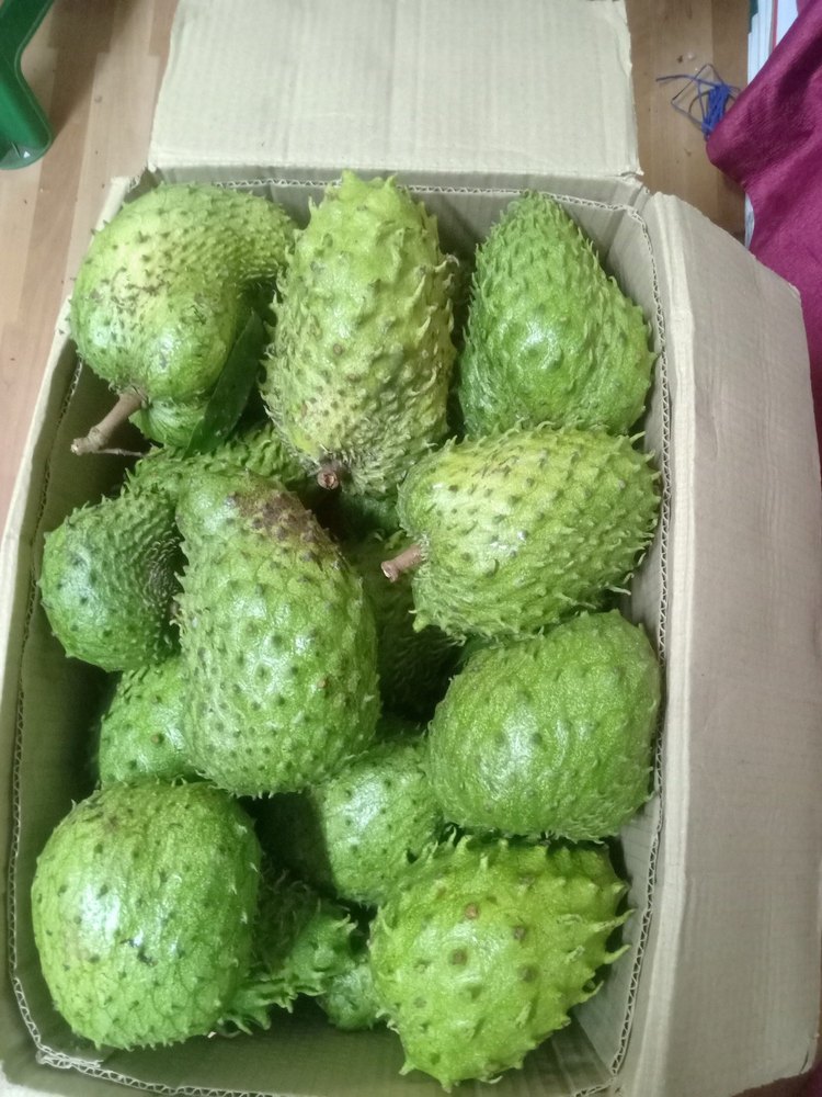 A Grade Soursop Fruits, Packaging Type: Carton, Cancer Curing