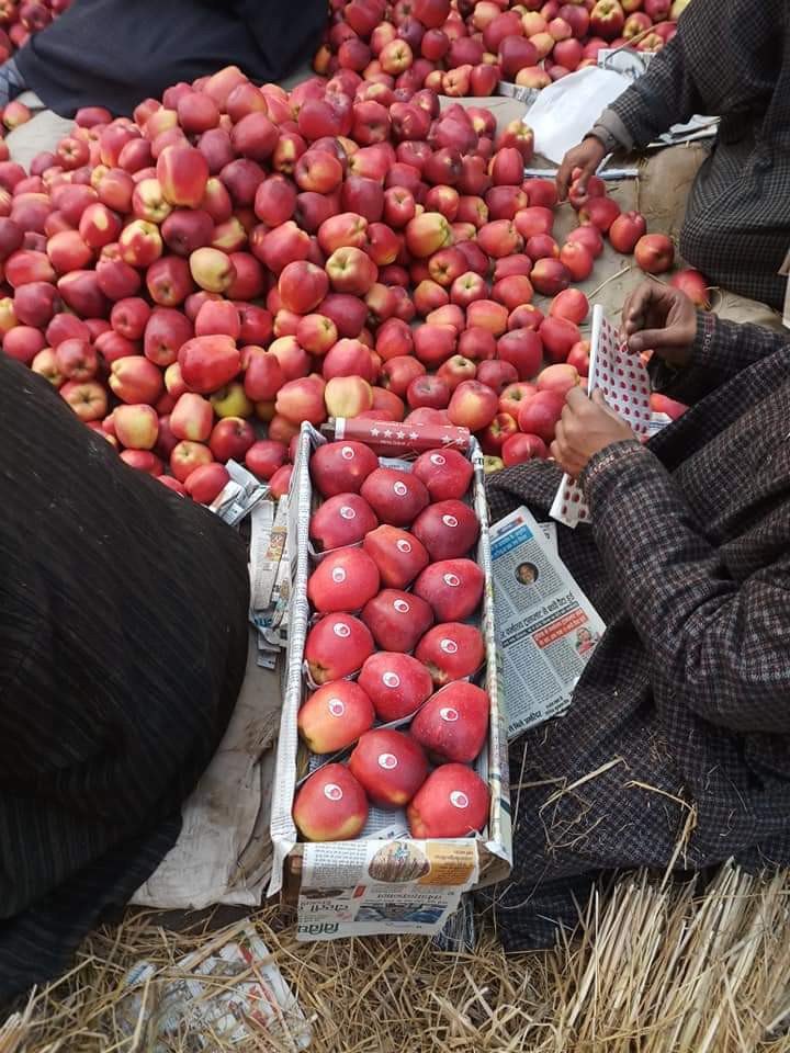 Kashmiri A Grade Apple, Packaging Type: Carton