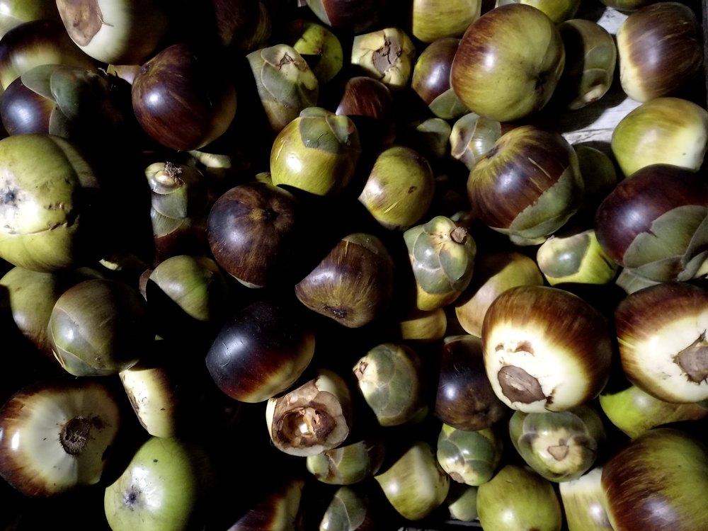 A Grade Tamil nadu Fresh Ice apple, Packaging Type: Plastic Bag, Pali Bag