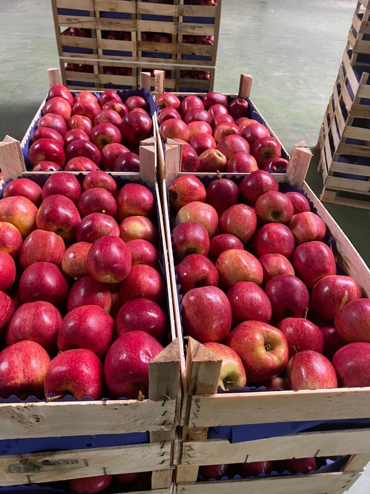 A Grade poland Royal Gala Fresh Apples, Packaging Size: 13kgs, Packaging Type: Wood Box