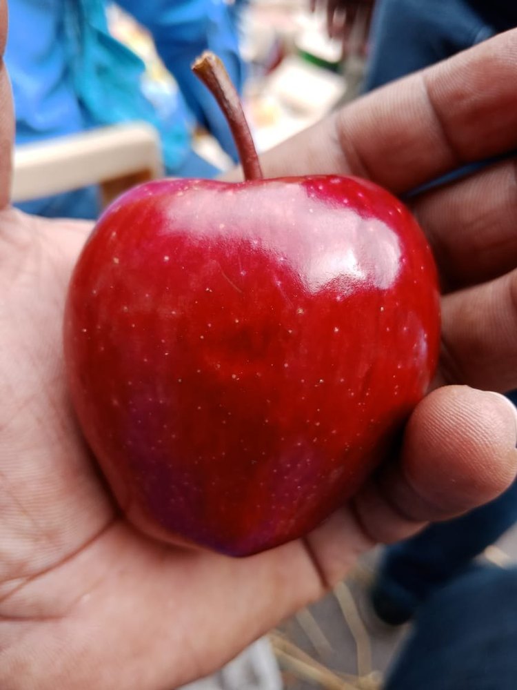 A Grade Kashmir Fresh Apple