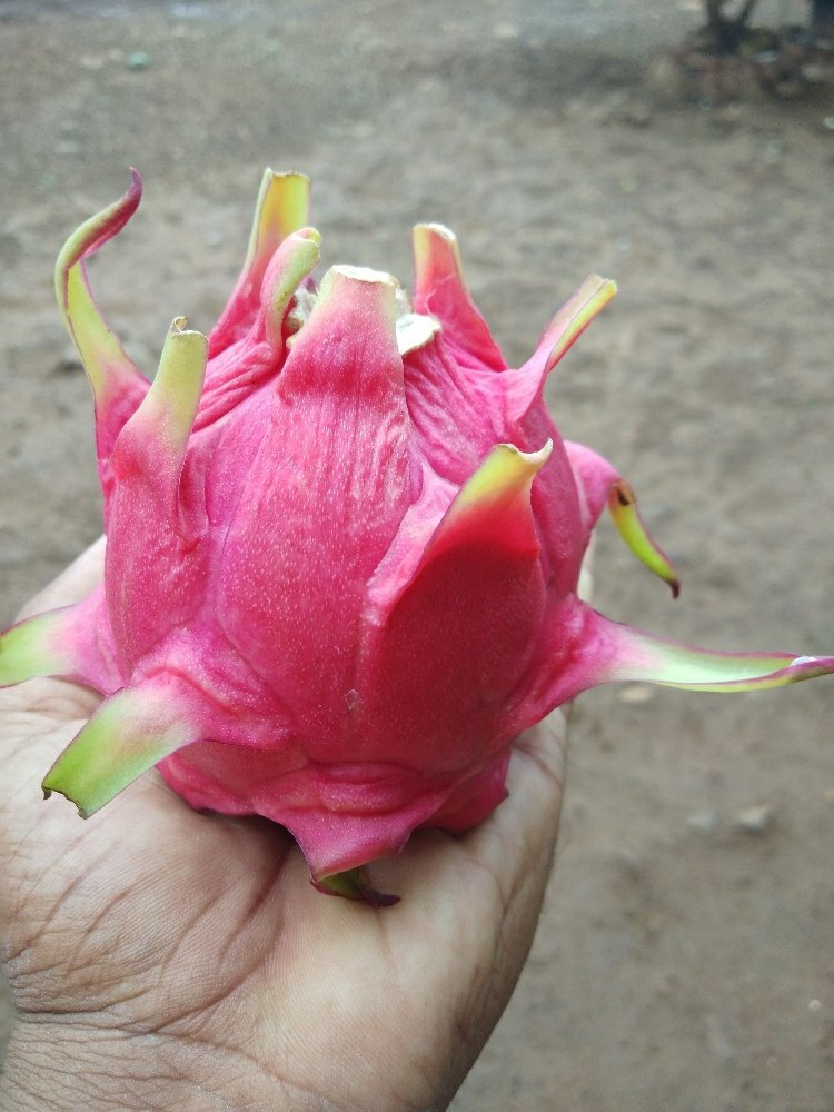 A Grade Organic Red Dragon Fruit, Packaging Type: Carton, Packaging Size: 5 Kg
