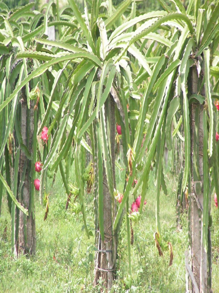Dragon Fruit, Packaging Type: Plastic Bag
