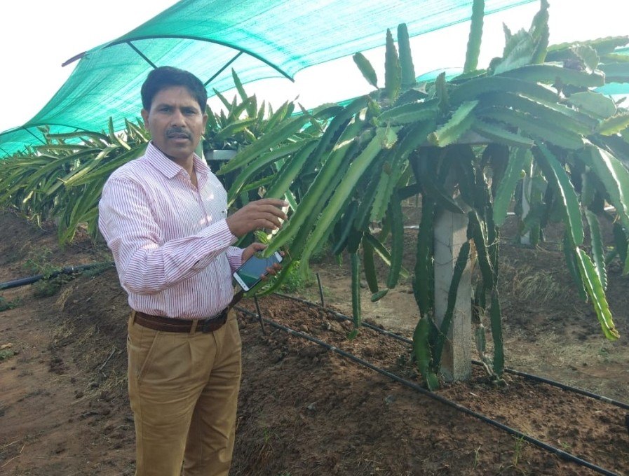 Organic Well Watered Dragon fruit, For Fruits
