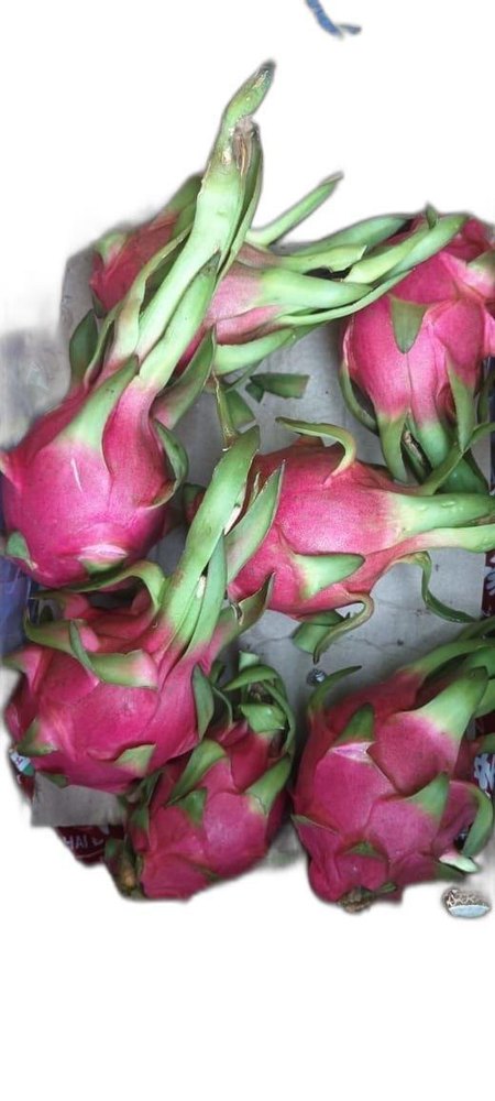 A Grade Pink Organic Fresh Dragon Fruit, Packaging Type: Carton, Packaging Size: 10 Kg