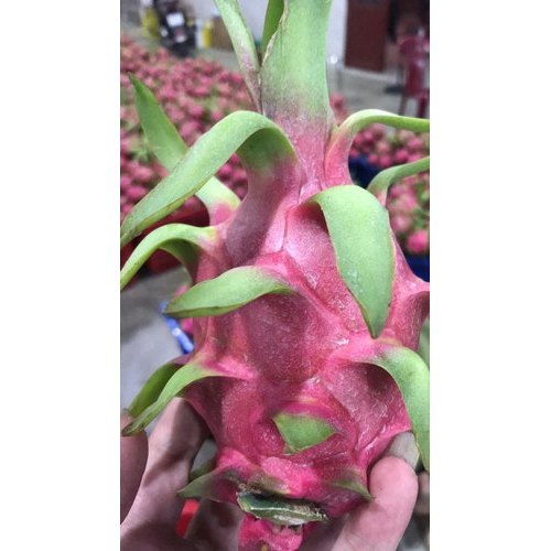 A Grade Fresh Dragon Fruit, Packaging Type: Carton, Packaging Size: 10 Kg