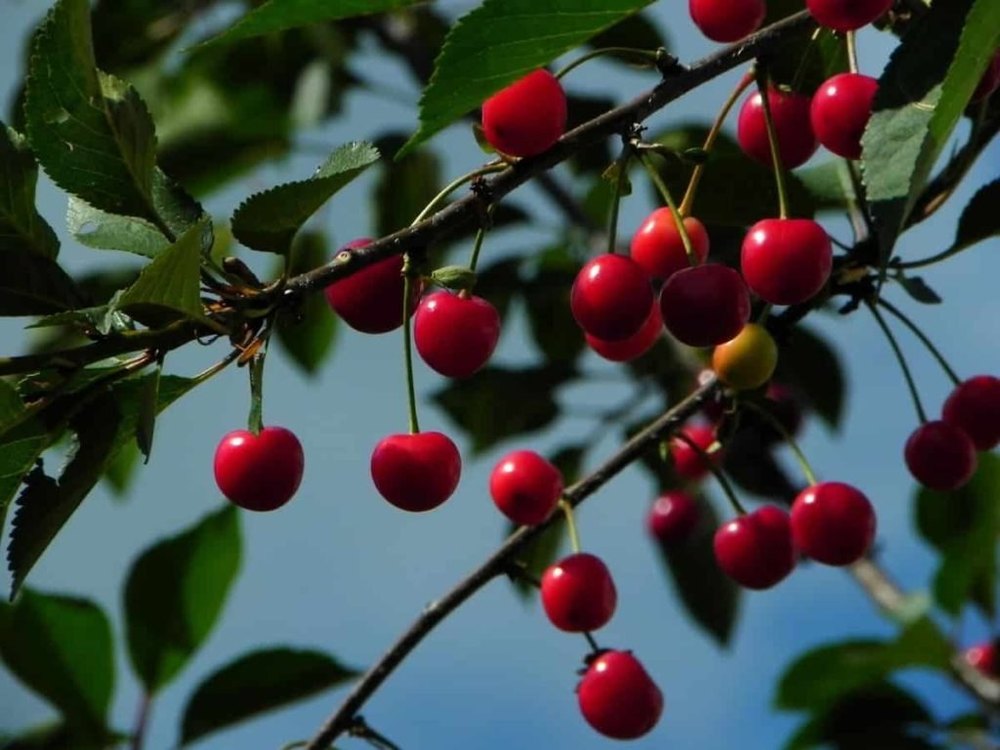 Cherry Extract, Packaging Type: Plastic Bottle