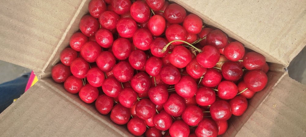 Red A Grade Fresh Kashmiri Cherry, Packaging Type: Carton, Packaging Size: Box Of 1 kg