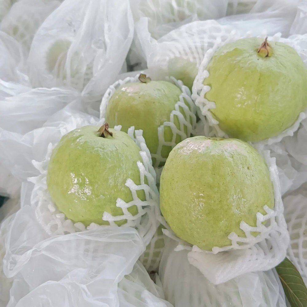 Round Green VNR Guava Fruits, Packaging Type: Carton, Packaging Size: 10 Kg