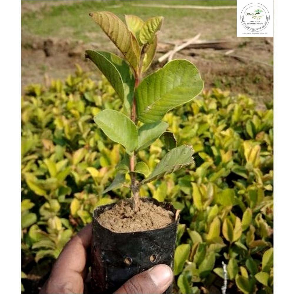 Green Pink Guava