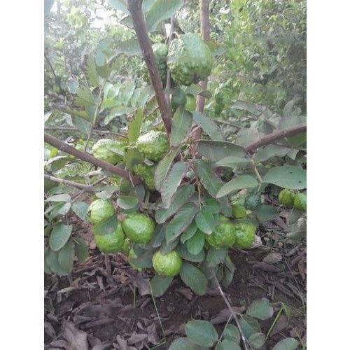India White Taiwan Guava Fruit, Packaging Type: Gunny Bag, Packaging Size: 50 Kg