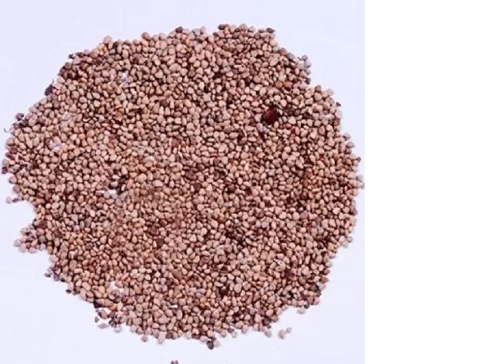 A Grade Organic Guava Seeds, Packaging Type: Plastic Bag, Packaging Size: 5 Kg