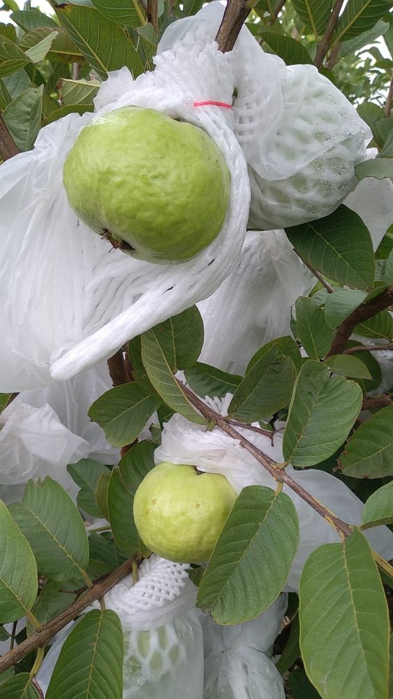 Round Maharashtra Guava Taiwan Pink and VNR, Packaging Type: Carton, Packaging Size: 10 Kg