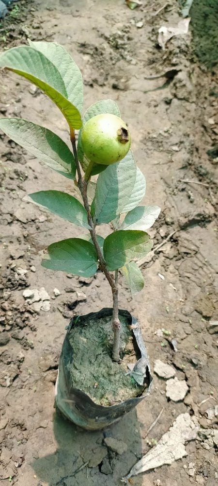 Well Watered Green Taiwan pink guava