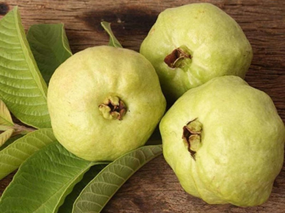 Green A Grade Harijha Guava Fruit