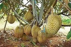 All Time Fresh A Grade Durian Fruit