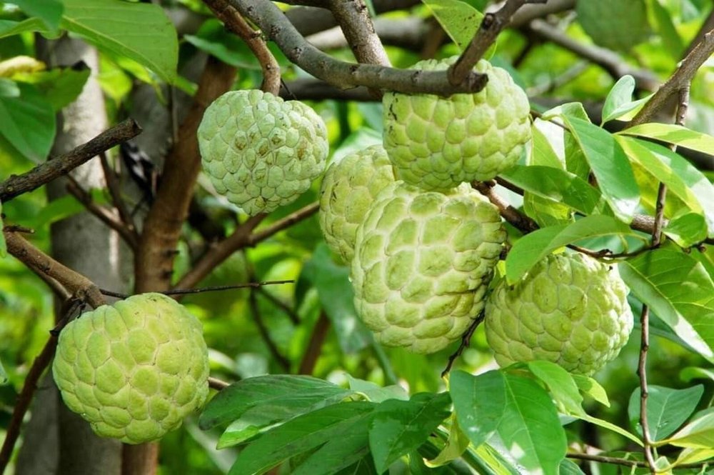 Tamilnadu A Grade Custard Apple