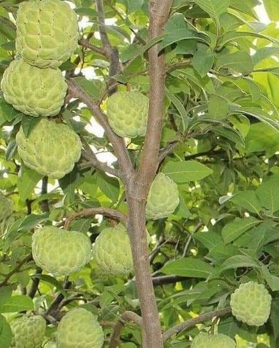Super Golden Custard Apple