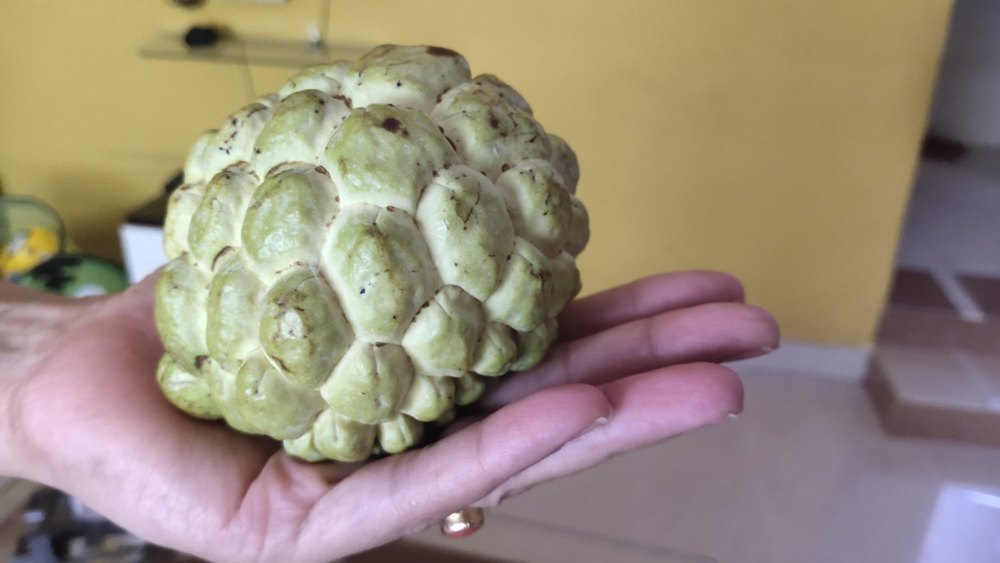 Fruit Well Watered Shivam Organic Golden Custard apple / Sitaphal, For Fruits