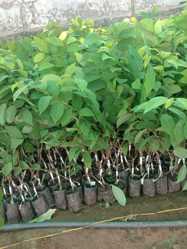 Fruit Super Golden Sitafal Custard Apple Plant, For Outdoor