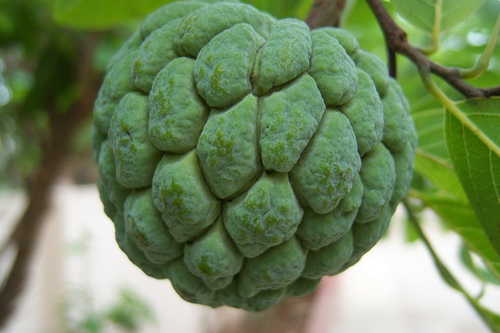 Natural Sitafal Flavour Mandar\'\'s Frozen Custard Apple (Sitafal), Blast
