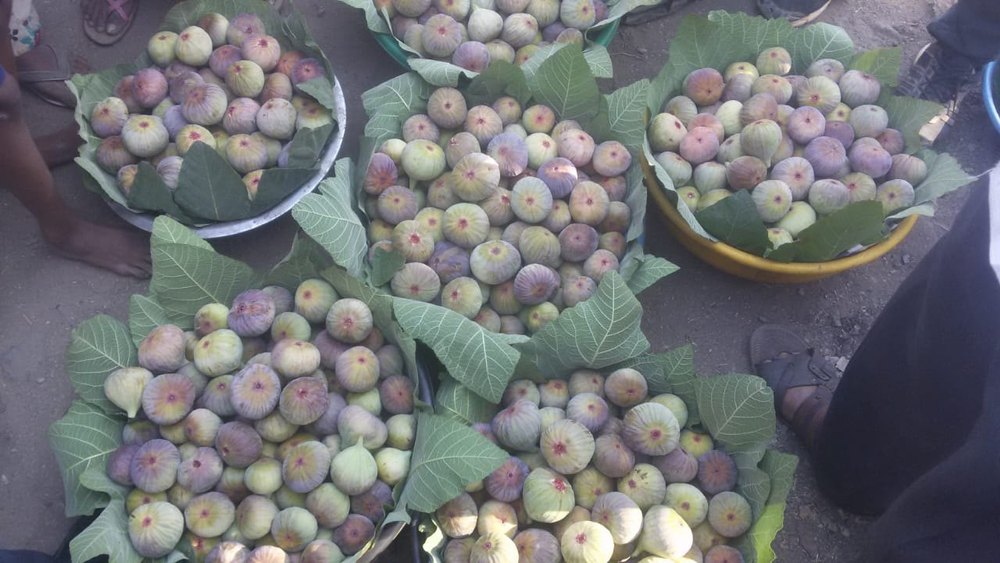 A Grade Fresh Figs, Packaging Size: 5 Kg, Variety: Purandar