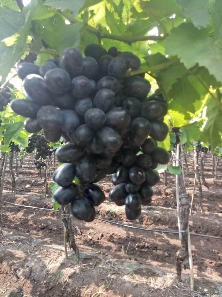 A Grade Fresh Black Grapes