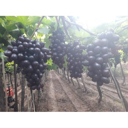 A Grade Fresh Black Grapes, Packaging Type: Carton, Packaging Size: 5 Kg