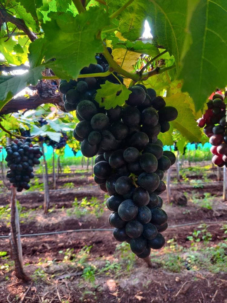 A Grade Fresh Black Sharad Grapes, Packaging Size: 5 Kg, Packaging Type: Carton