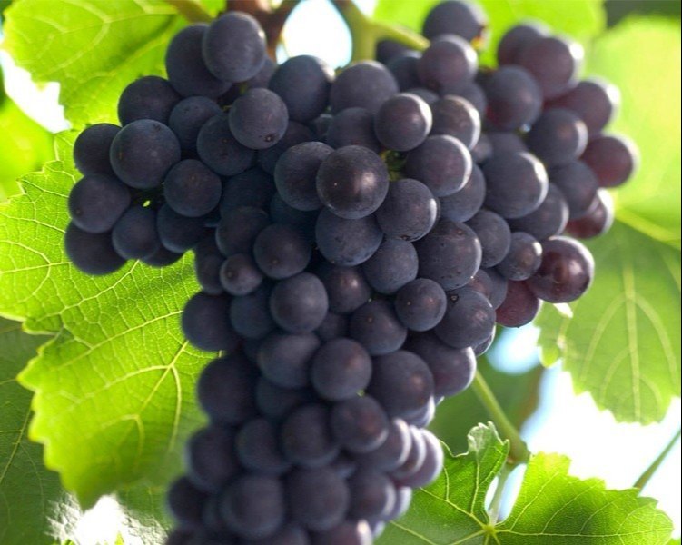 A Grade Fresh Black Grapes, For Human Consumption, Packaging Type: Carton