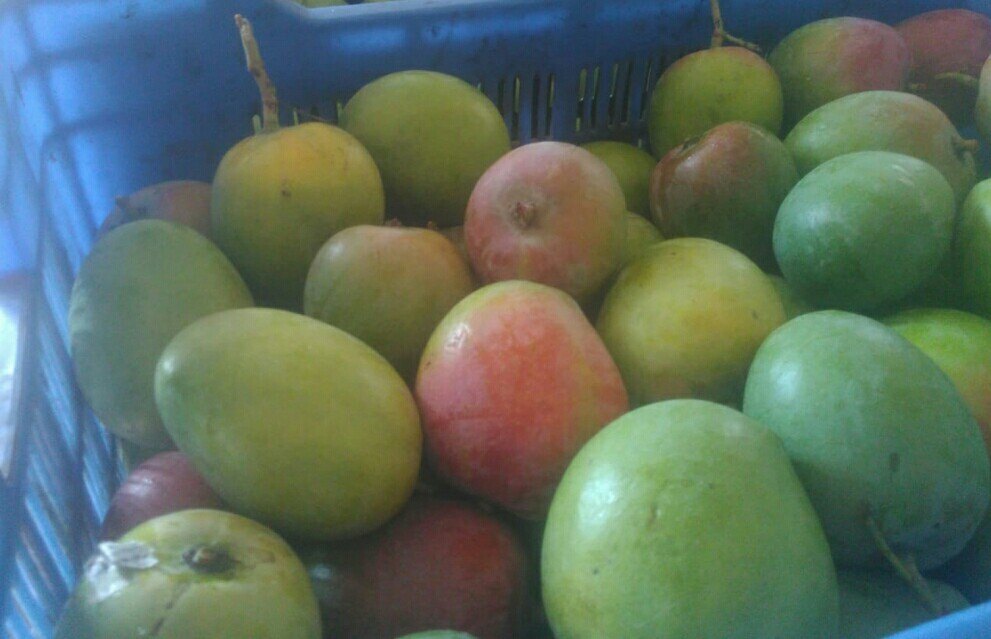 Fresh Alphonso Mango